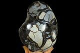 Septarian Dragon Egg Geode - Black Crystals #78548-2